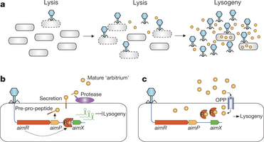 Modèle mécaniste des décisions de lyse-lysogénie basées sur la communication, extrait de l’article de Nature.